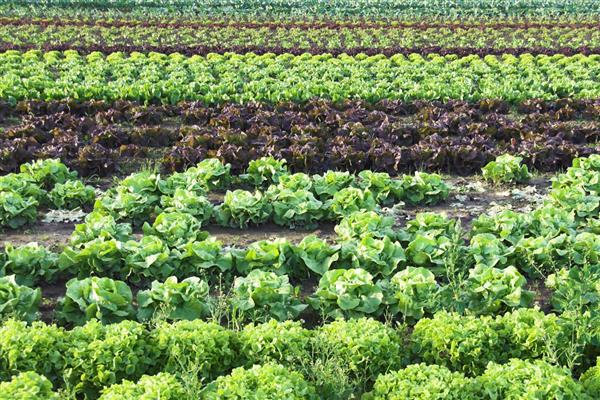 夏季适合种什么菜，可以选择生菜、黄瓜等