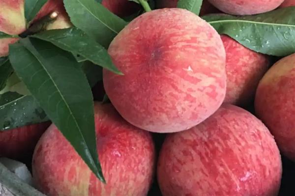 龙泉驿水蜜桃的品质，果形圆而不正