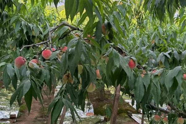 龙泉驿水蜜桃的品质，果形圆而不正