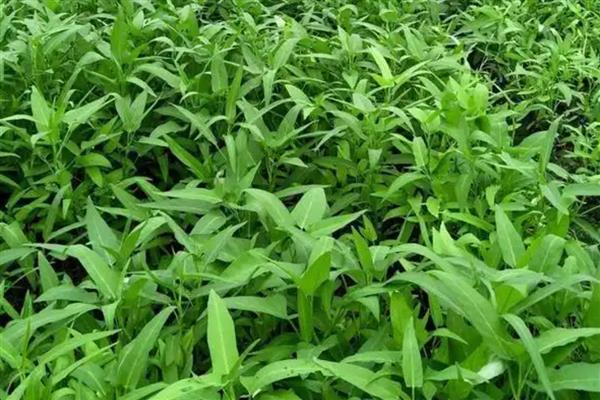 夏季适合种什么菜，可以选择生菜、黄瓜等