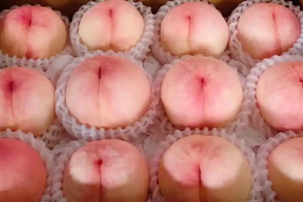 龙泉驿水蜜桃的品质，果形圆而不正