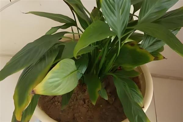 白掌的叶片为什么会下垂变软，可能是过度浇水、施肥不当等原因引起
