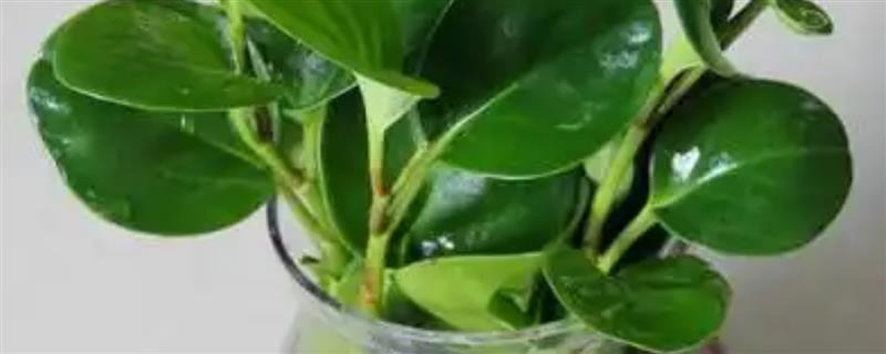 豆瓣绿水培时间，4-5月份为宜