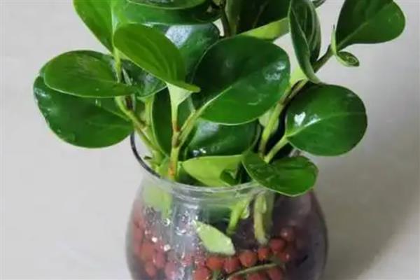 豆瓣绿水培时间，4-5月份为宜