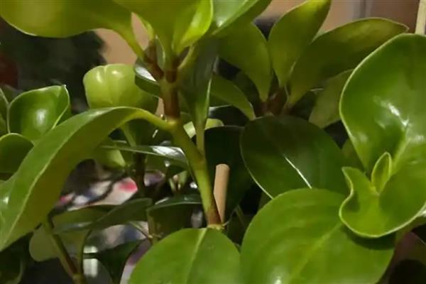 豆瓣绿水培时间，4-5月份为宜