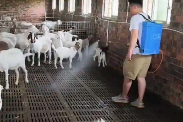 种公羊能不能和下一代配种，近亲繁殖存在诸多弊端