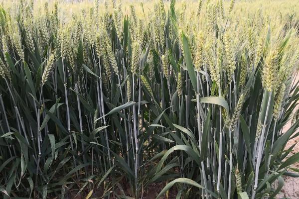 农大918小麦品种的特性，区域试验平均生育期245天