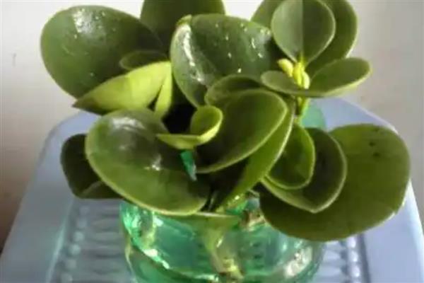 豆瓣绿水培时间，4-5月份为宜