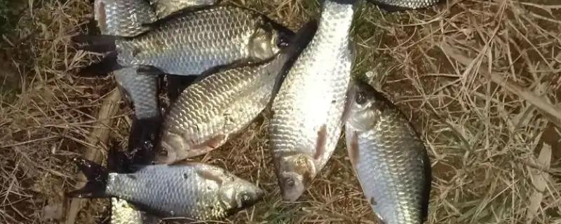 怎么垂钓鲫鱼,尽量选择水草区、入水口等位置作钓