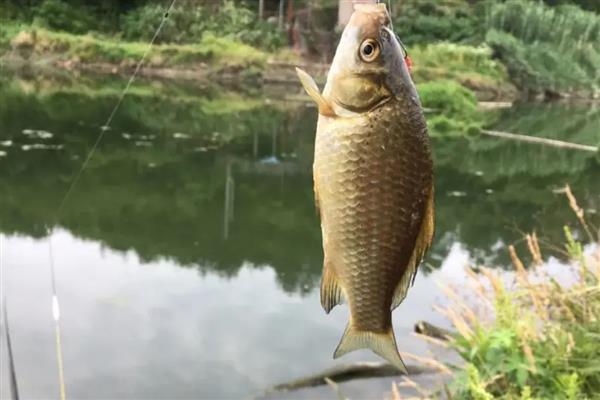 怎么垂钓鲫鱼，尽量选择水草区、入水口等位置作钓