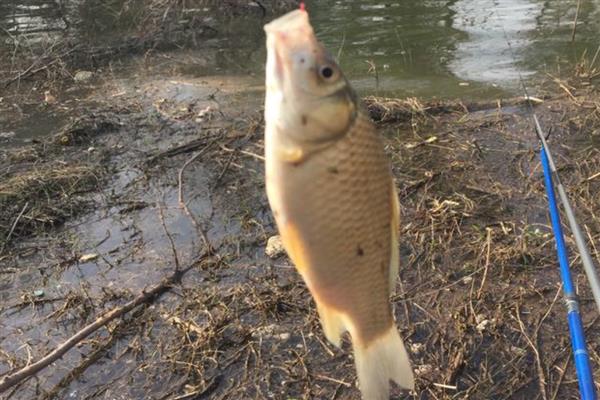 怎么垂钓鲫鱼，尽量选择水草区、入水口等位置作钓