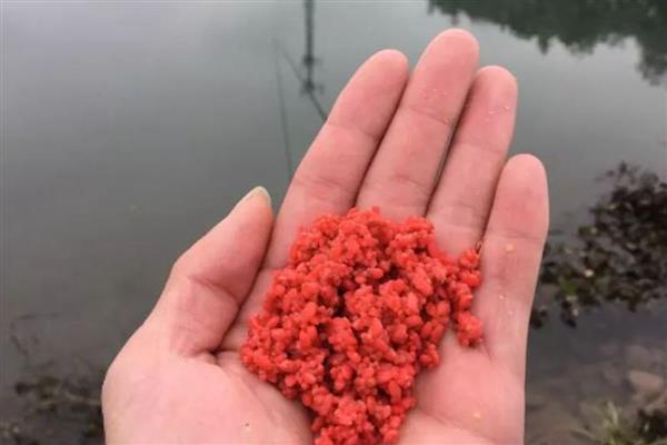 怎么垂钓鲫鱼，尽量选择水草区、入水口等位置作钓