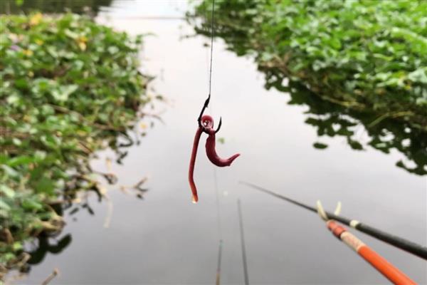 怎么垂钓鲫鱼，尽量选择水草区、入水口等位置作钓