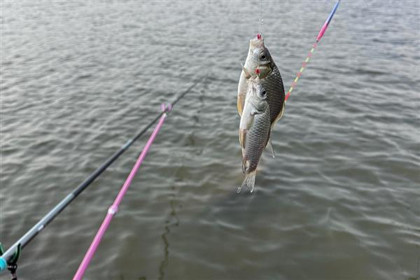 怎么垂钓鲫鱼，尽量选择水草区、入水口等位置作钓