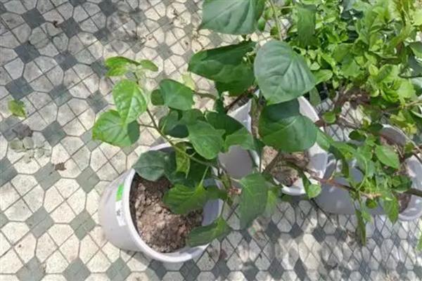 爬藤三角梅怎样修剪，生长缓慢期可短截