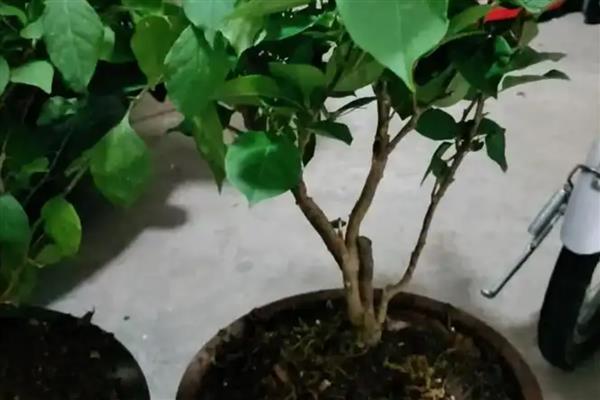 爬藤三角梅怎样修剪，生长缓慢期可短截