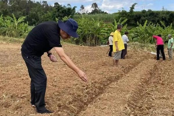 一个玉米种子能重复种几年，春播玉米可以维持4-5年