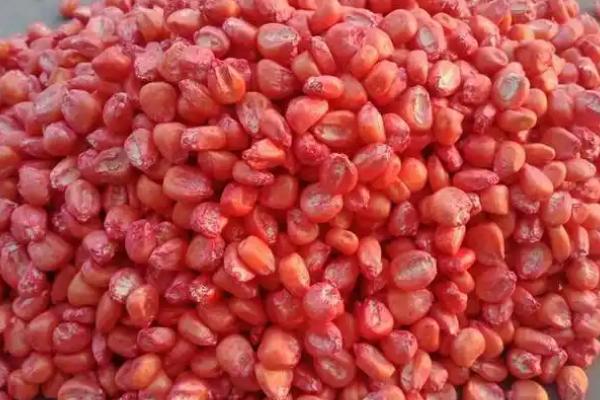 一个玉米种子能重复种几年，春播玉米可以维持4-5年