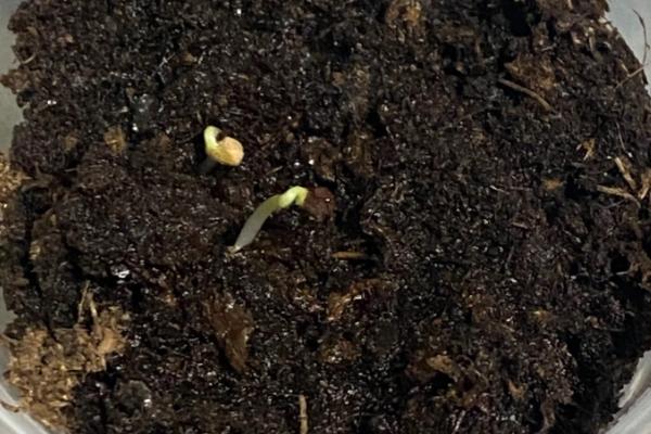 麦仙翁能不能在家里种植,含有毒素不适合在家养护