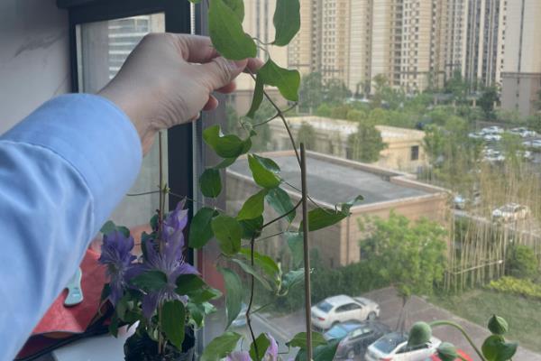 铁线莲冬季如何修剪，将影响生长的枝条进行疏剪