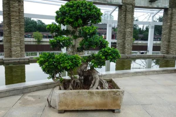 榕树盆景的叶片为什么会发黄掉落，一般是光照过强、浇水或施肥过多等因素引起