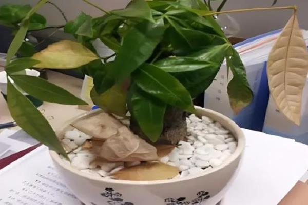 榕树盆景的叶片为什么会发黄掉落，一般是光照过强、浇水或施肥过多等因素引起