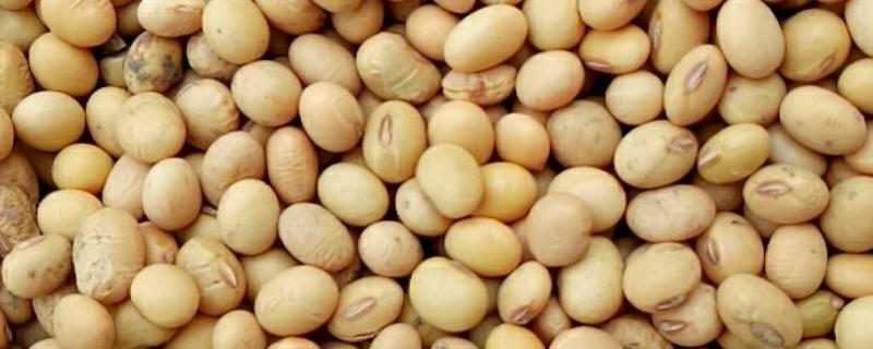 生黄豆能直接喂羊吗,生黄豆不可以直接喂羊