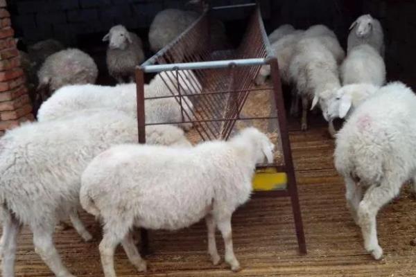 生黄豆能直接喂羊吗,生黄豆不可以直接喂羊