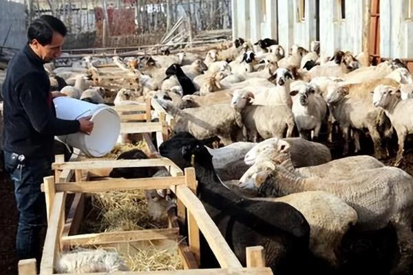 生黄豆能直接喂羊吗,生黄豆不可以直接喂羊