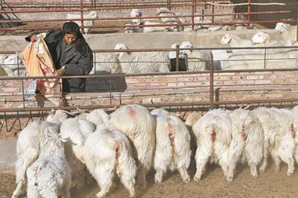 生黄豆能直接喂羊吗,生黄豆不可以直接喂羊