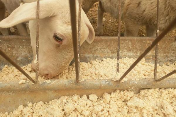 生黄豆能直接喂羊吗,生黄豆不可以直接喂羊