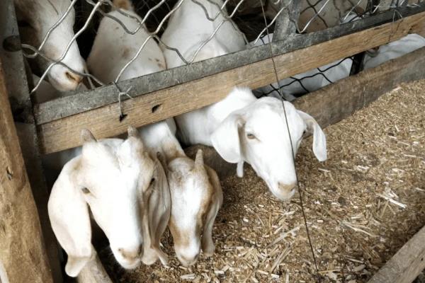 生黄豆能直接喂羊吗,生黄豆不可以直接喂羊