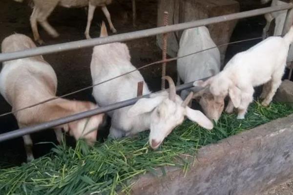 生黄豆能直接喂羊吗,生黄豆不可以直接喂羊