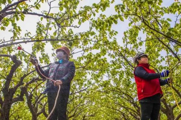 桃树为什么会黄化枯死，一般是患病、缺肥、修剪不当等因素造成