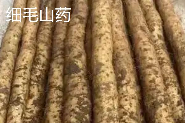 山药发芽还能不能吃，无毒是可以吃的