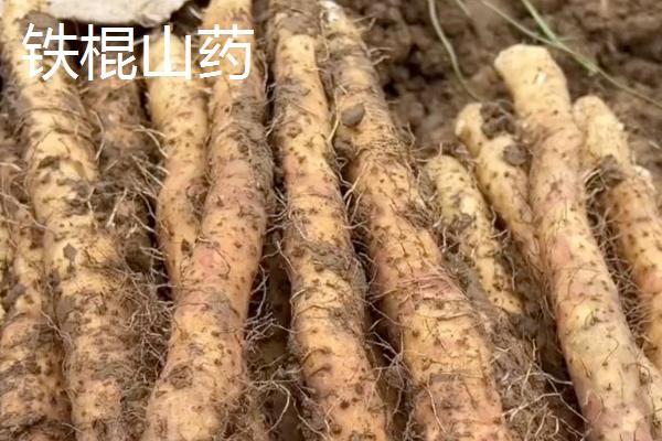 山药发芽还能不能吃，无毒是可以吃的