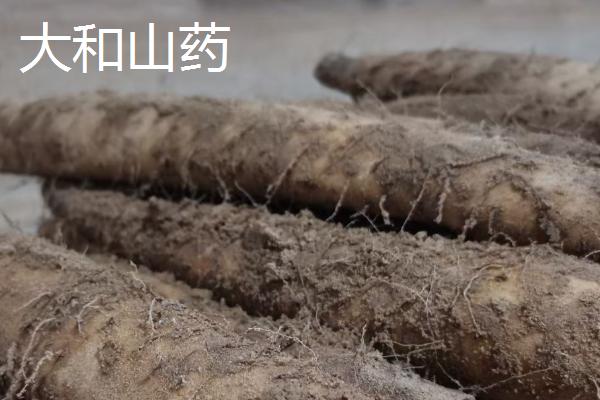 山药发芽还能不能吃，无毒是可以吃的