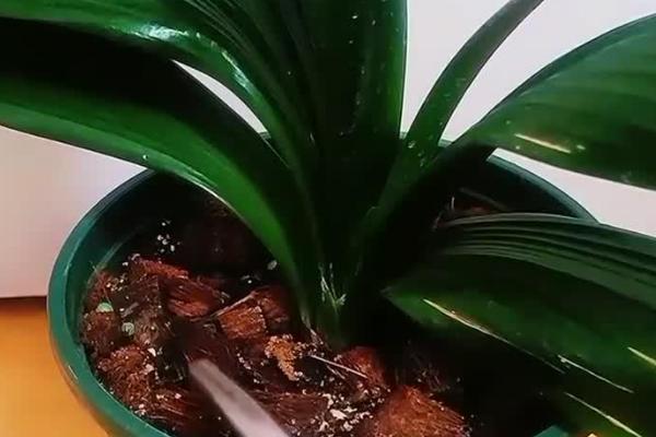 君子兰如何浇水，不同季节的浇水方法不同
