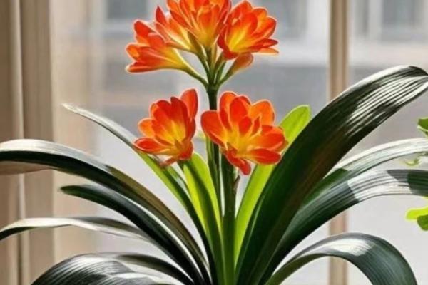 君子兰如何浇水，不同季节的浇水方法不同