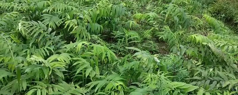 黄精的种植技术，种植时间为2-3月