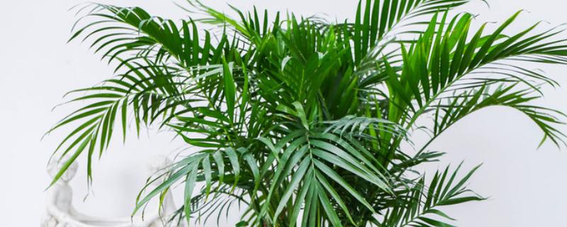 散尾葵只剩根会不会死亡，健壮的根系依然可以长出新枝叶