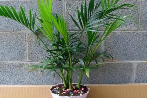 散尾葵只剩根会不会死亡，健壮的根系依然可以长出新枝叶