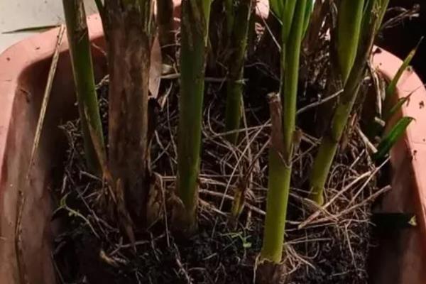 散尾葵只剩根会不会死亡，健壮的根系依然可以长出新枝叶