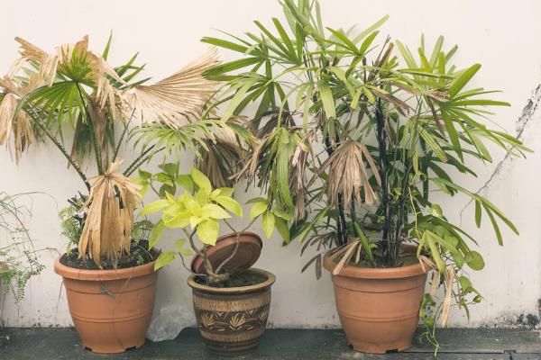 散尾葵只剩根会不会死亡，健壮的根系依然可以长出新枝叶