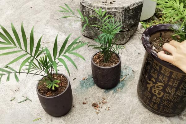 散尾葵只剩根会不会死亡，健壮的根系依然可以长出新枝叶