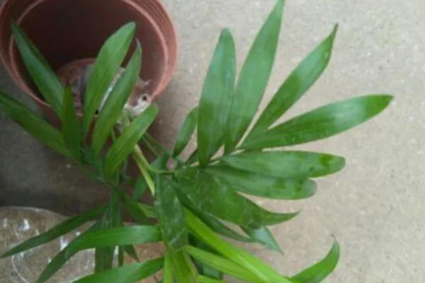 散尾葵只剩根会不会死亡，健壮的根系依然可以长出新枝叶