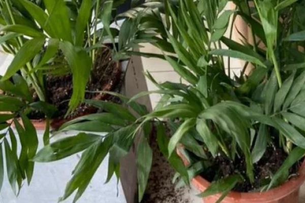 散尾葵只剩根会不会死亡，健壮的根系依然可以长出新枝叶