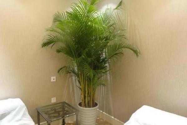 散尾葵只剩根会不会死亡，健壮的根系依然可以长出新枝叶