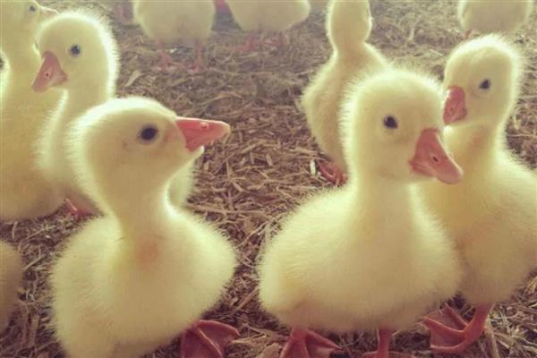小鹅啄毛会死吗,啄毛之后是不会死的