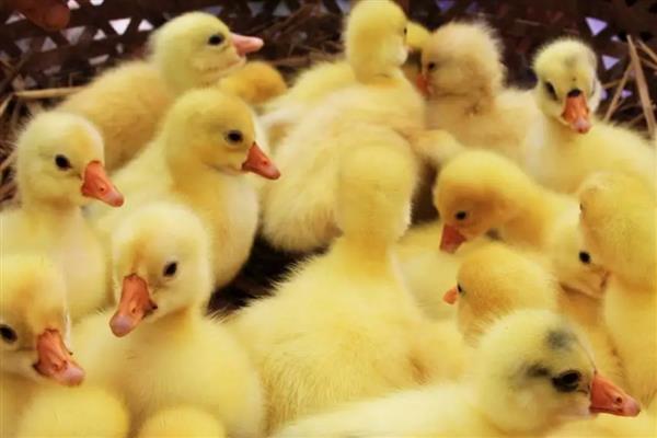 小鹅啄毛会死吗,啄毛之后是不会死的